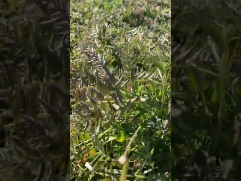 秋に蒔く緑肥は何ですか？当店TOP3をお届けします！  庭園