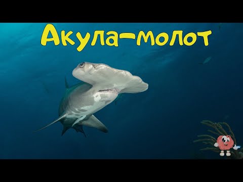 Пізнавальні відео для дітей українською мовою. Морські жителі. Підводний світ.