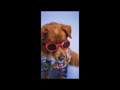 Funny and cute dogs.