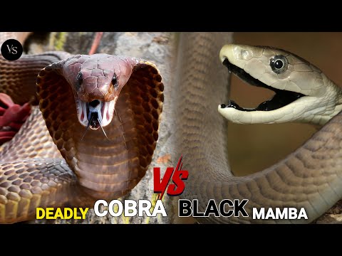 Black Mamba vs Cobra – Deadliest Snake Battle Ever!