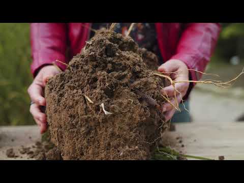BODENSTRUKTUR UND BODENLEBEN