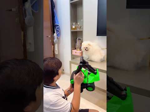 Pogo ko Dikhayi Car ❤️🚙 #youtubeshorts #cutedog #hearttouching