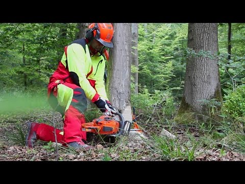 Felling a tree - safely and correctly! Part 2: Offset felling cut for trees up to 25 cm