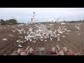Farming Free Range Seagulls ViralHog