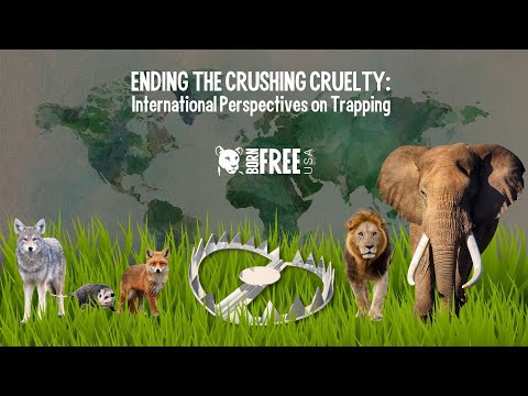 WEBINAR: Ending the Crushing Cruelty: International Perspectives on Trapping