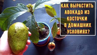 Как вырастить авокадо из косточки в домашних