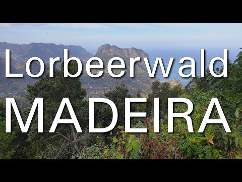 Der Lorbeerwald - Nebelwald auf Madeira - eine naturkundliche Reise in die Subtropen - Laurisilva