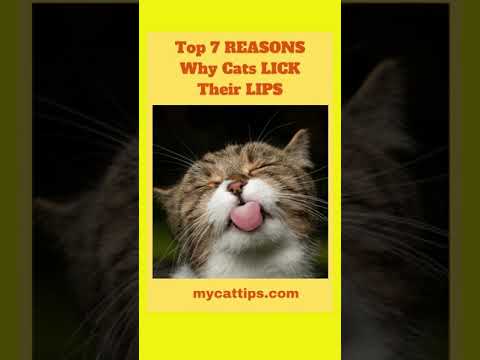 Top 7 Reasons Your Cat Lick His Lips So Often      #Shorts #catlips