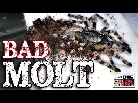 Bad Tarantula Molt
