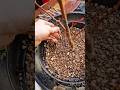 How To Thicken The Trunk In Bonsai Japanese Maple Repot
