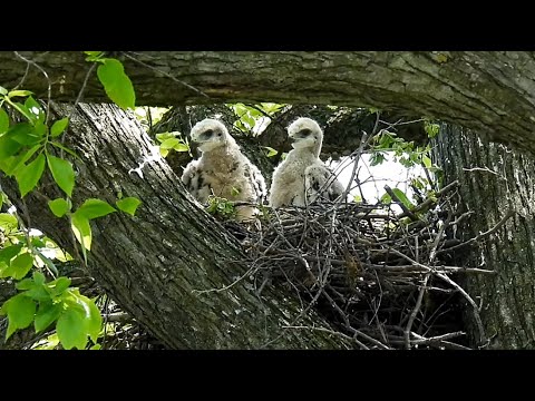 Curious Red-tailed Hawk Baby Chicks on Governors Island