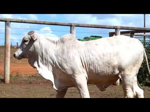 BEZERRA NELORE - XIANG B.BELO - BBZ  9947