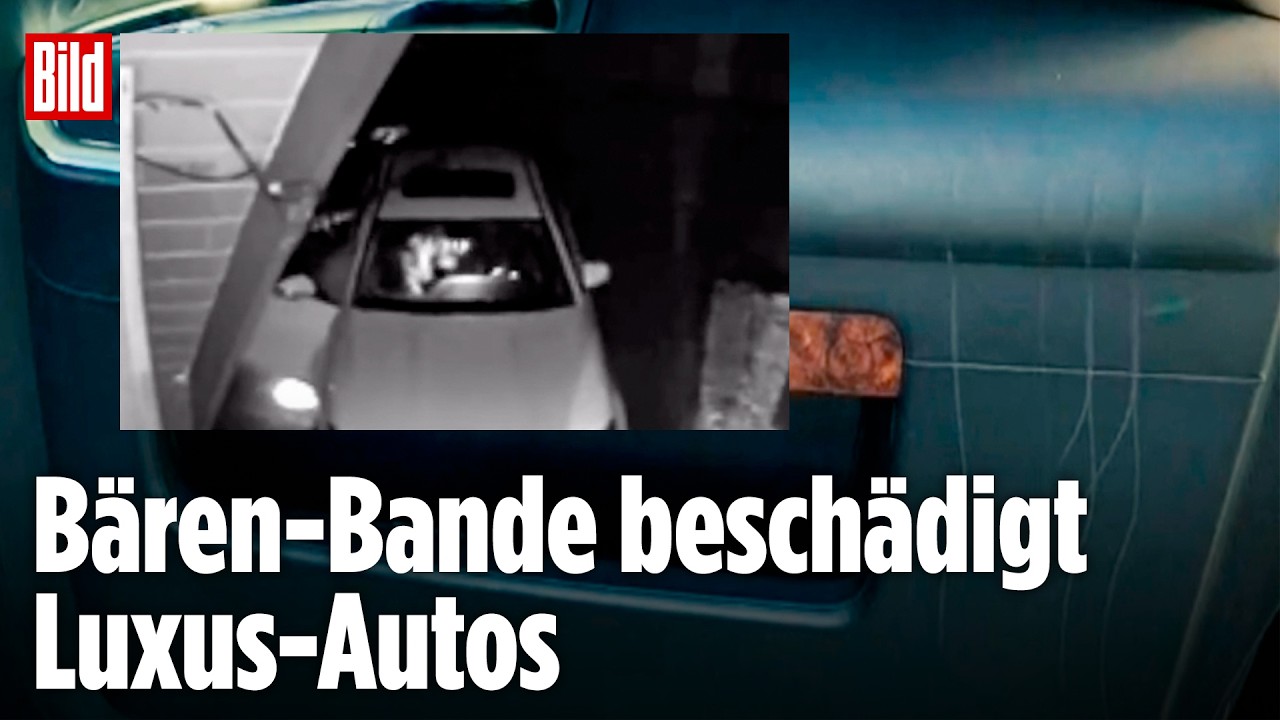 Tierischer Betrug: angeblicher Bärenangriff auf Luxusautos