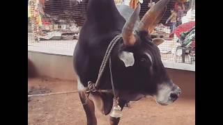 preview picture of video 'Three horned indian ox/bull.  | Incredible creature | Incredible India'