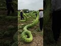 Farmers get watermelons as long as snakes #smartfarming #organicfarming #gardeningtips #farming