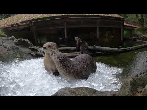 Cute River Otters Play And Crunch On Ice
