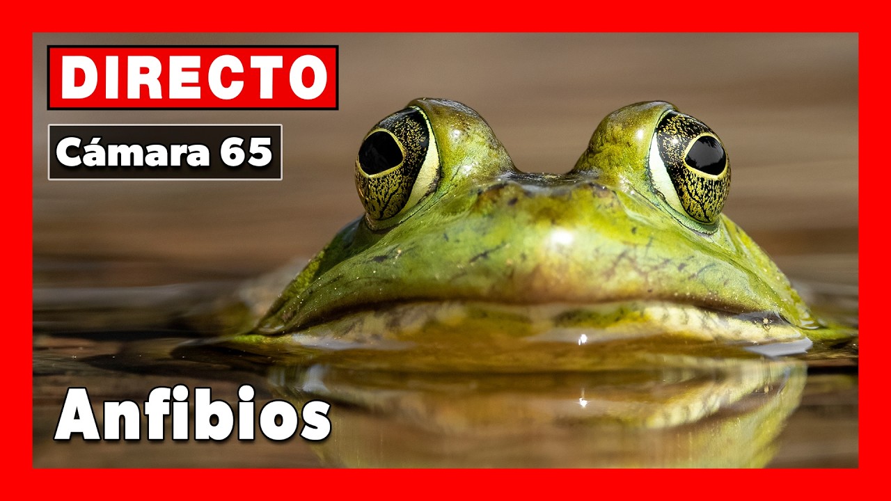 Live webcam view of Amphibian Pond: Frogs, Toads & Newts
