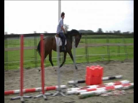 Contendro II (Contender) x Zeus (ridden) **SOLD**