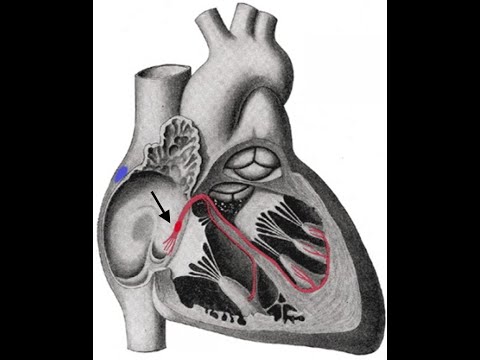 Erregungsleitung des Herzen