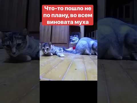 Что-то пошло не по плану, во всем виновата муха, все живы и здоровы #юмор