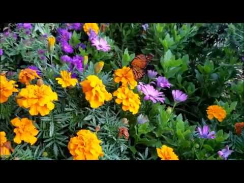 The Gardens - Three Seasons in 3 Minutes