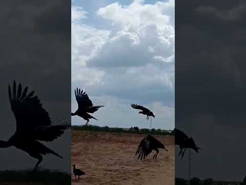 encontrei vários urubus adivinhando chuva na cidade de marcolândia no Piauí #aves #passaro
