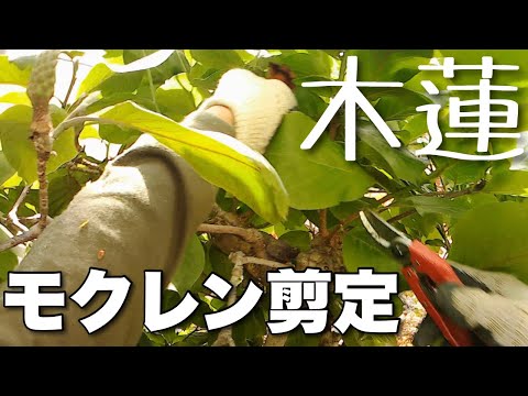 モクレンを正しく剪定する 植物