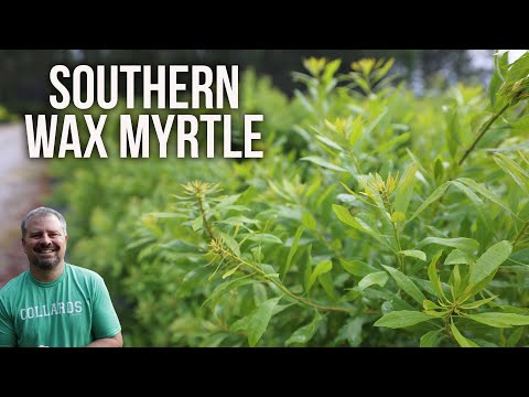 Southern Wax Myrtle - Morella cerifera (Myrica cerifera)