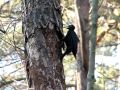 Black Woodpecker (Dryocopus martius) 