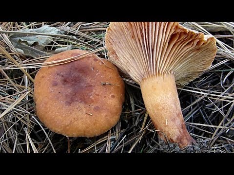 Narandžasta mlečnica - Lactarius aurantiacus 25.12.2017