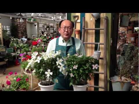 マウンテンクレマチス「ルーベンス」 植物