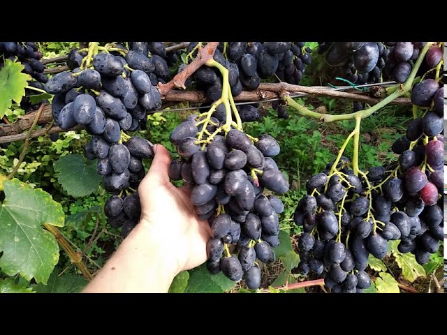Виноград столовый Надежда ранняя. Ранний, вкусный виноград.