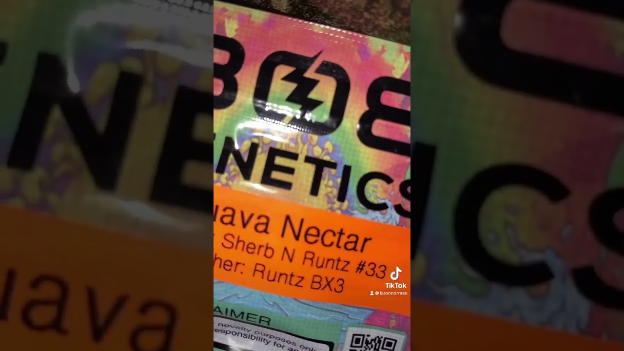 808 Genetics in NYC # RUNTz pack # GMO pack eastcoast takeover NYC Grown