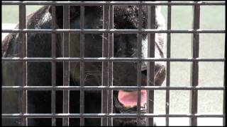 preview picture of video '[HD] Kumamoto Zoo [XR500V]'