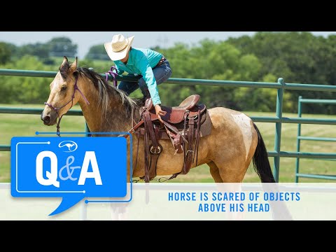 Q&A With Clinton Anderson: Mare is Spooky to Anything Moving Above Her Head