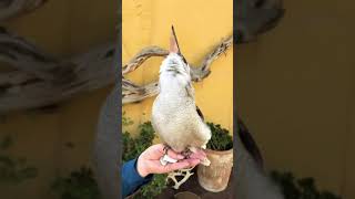 Download lagu #shorts #kookaburra #bird πππ mp3 Download lagu #shorts #kookaburra #bird πππ mp3