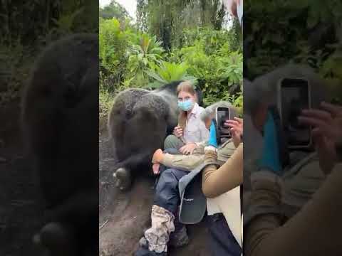 A Gigantic Silverback bypassing visitors in Bwindi Impenetrable National Park