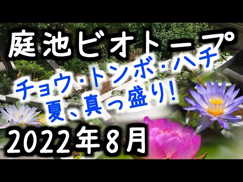 庭の池に最適な湿地植物 トピックス