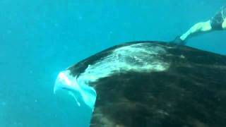 preview picture of video 'Snorkeling with Manta Rays on the Maledives - 05'