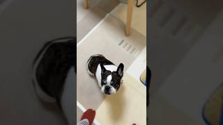 フレブルが珍しくお散歩に行きたがらないのでお散歩お休みしました