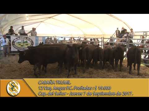 07-09-17 Venta de Vientres P.C y MAS. - Cabaña Trumil - Capilla del Señor.