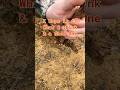 Ancient Native American Artifact Found Would You Have Seen it. #artifact #nativeamerican #arrowhead