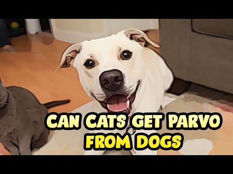 Can Cats Get Parvo from Dogs