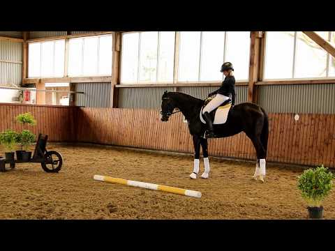 Rappstute von Libertad