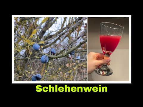 Schlehenwein - Rezept | Wein aus Schlehen selber machen | Selbstversorgung