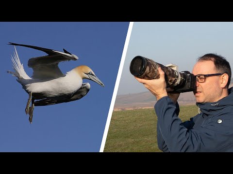 Birds in Flight Photography for Beginners (Mirrorless Camera)