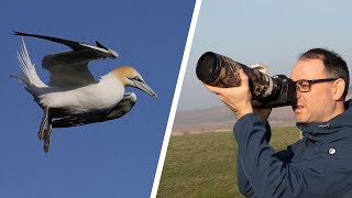 Birds in Flight Photography for Beginners (Mirrorless Camera)