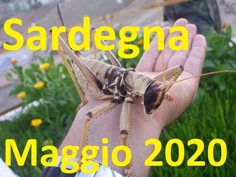Invasione di cavallette a nuoro in sardegna 28 maggio 2020