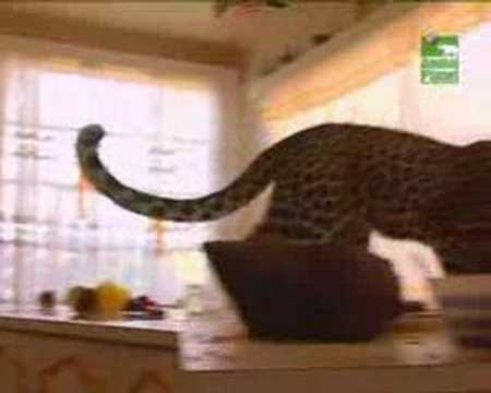 Marlice van der Merwe's leopard