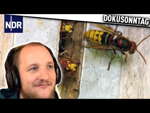 Not for the faint of heart: Moving helpers for hornets | ELoTRiX DOCUMENTARY SUNDAY